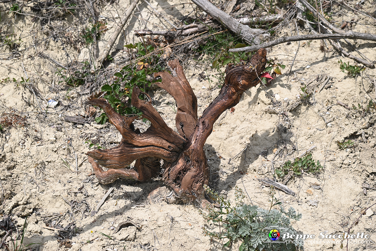 VBS_3155 - Mango (Cuneo) - Gnomovia.jpg